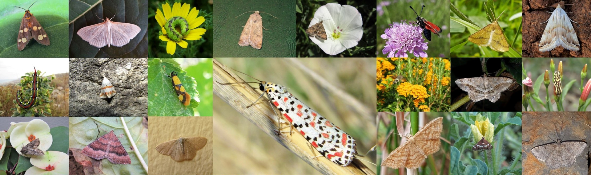 Moths of Crete - photo © K. Bormpoudaki