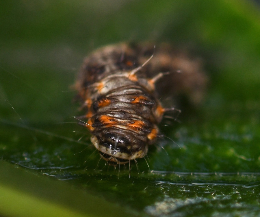 Earias insulana larva, Crete - photo © Fotis Samaritakis