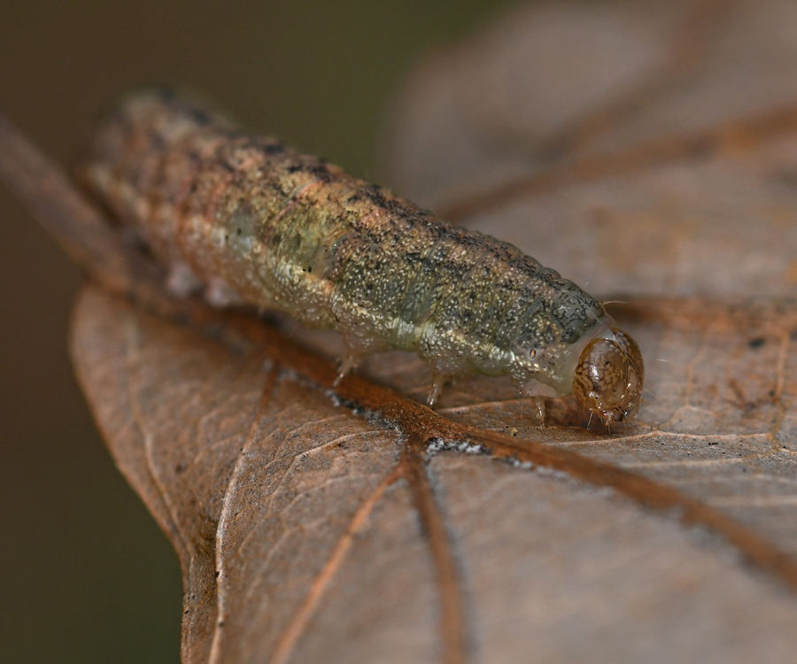Mniotype solieri larva, Crete - photo © Fotis Samaritakis