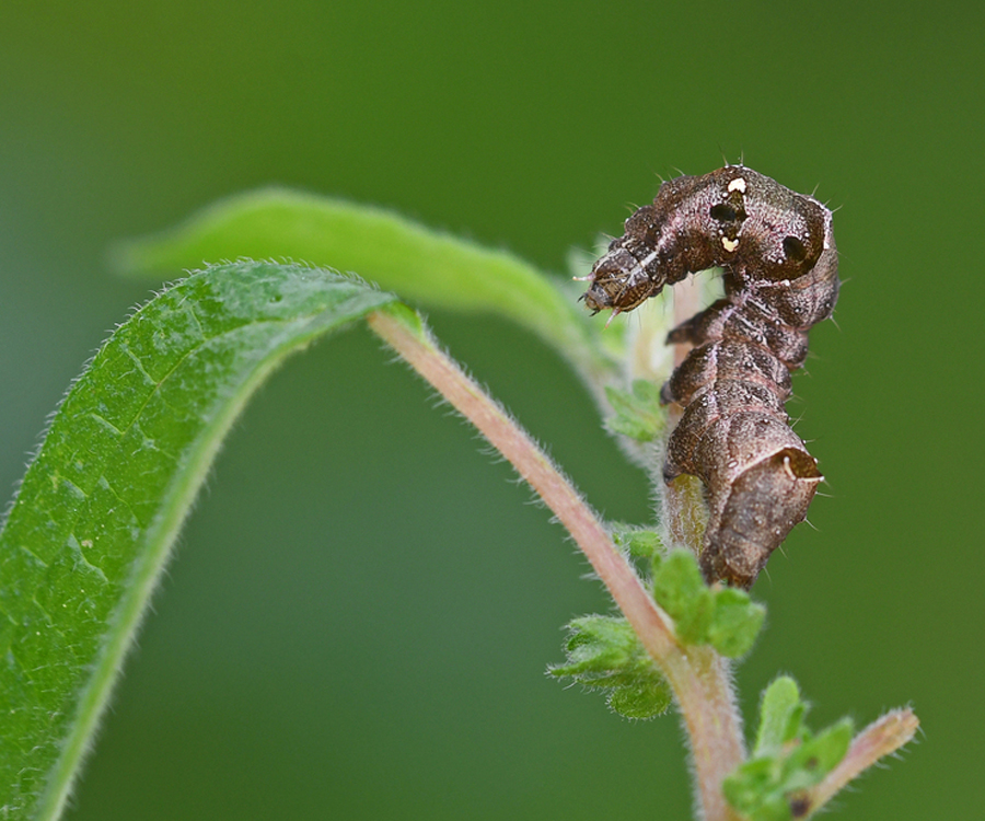 Abrostola triplasia larva, Crete - photo © Fotis Samaritakis