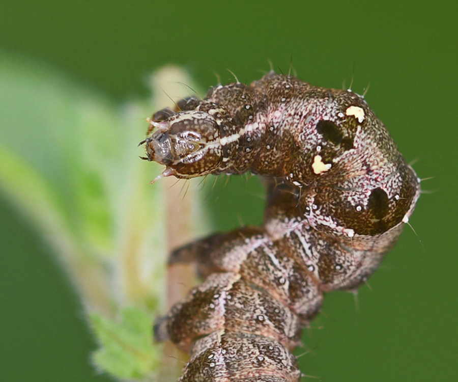 Abrostola triplasia larva, Crete - photo © Fotis Samaritakis