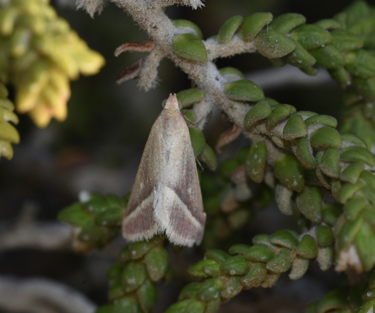 Casilda antophilaria ssp. rosearia, Crete - photo © K. Bormpoudaki
