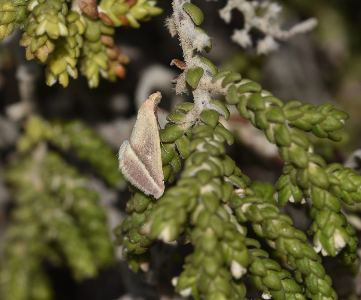 Casilda antophilaria ssp. rosearia, Crete - photo © K. Bormpoudaki