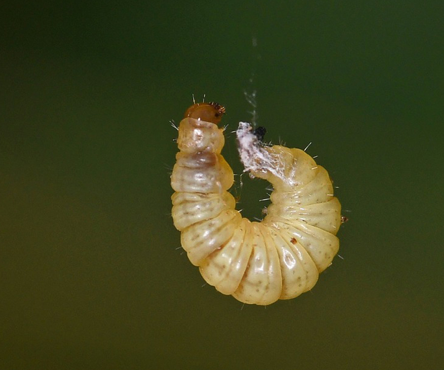 Lantanophaga pusillidactylus larva, Crete - photo © Fotis Samaritakis