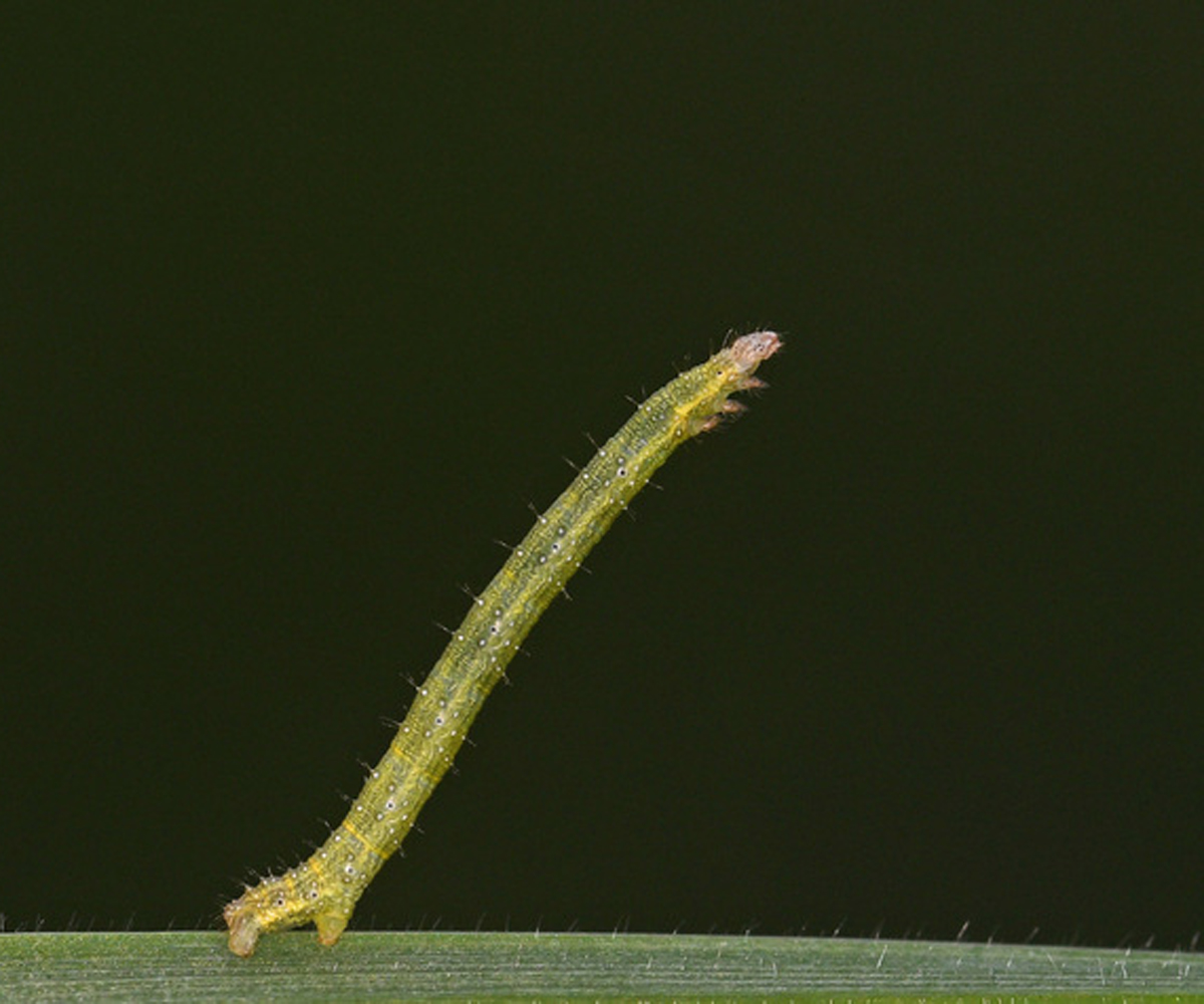Larentia clavaria larva, Crete - photo © Fotis Samaritakis