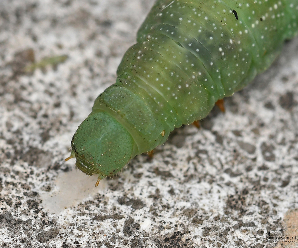Macroglossum stellatarum larva, Crete - photo © Fotis Samaritakis