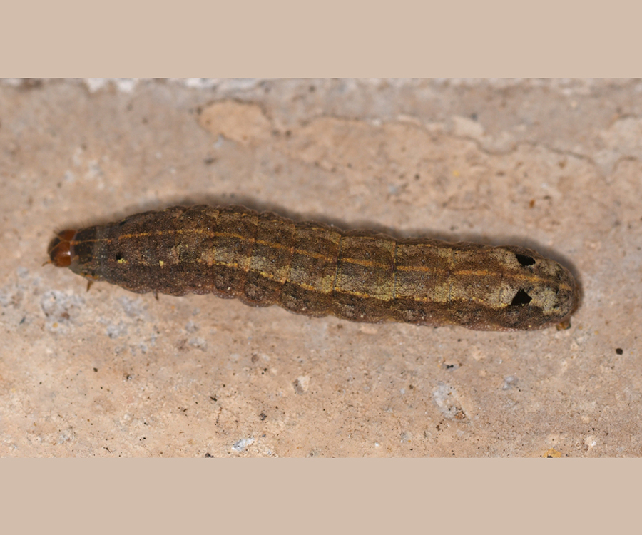 Spodoptera littoralis larva, Crete - photo © Fotis Samaritakis