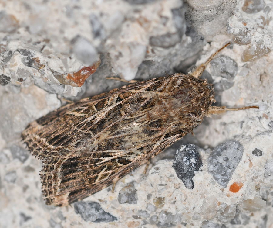 Spodoptera littoralis, Crete - photo © Fotis Samaritakis