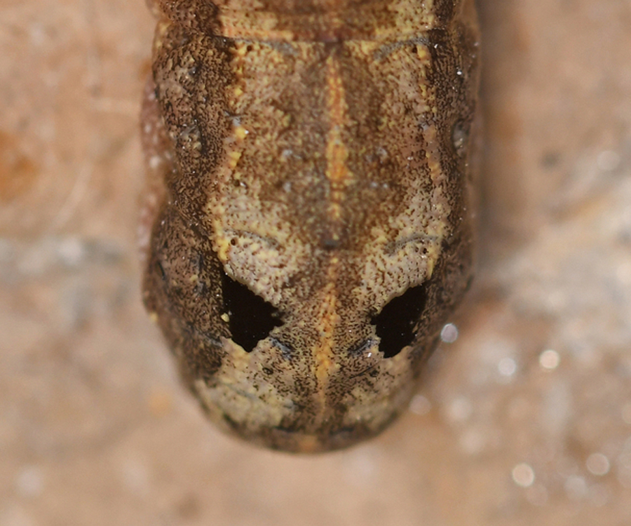 Spodoptera littoralis larva, Crete - photo © Fotis Samaritakis