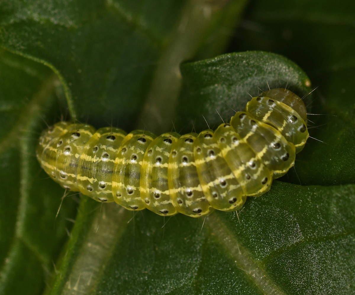 Evergestis isatidalis larva, Crete - photo © Fotis Samaritakis
