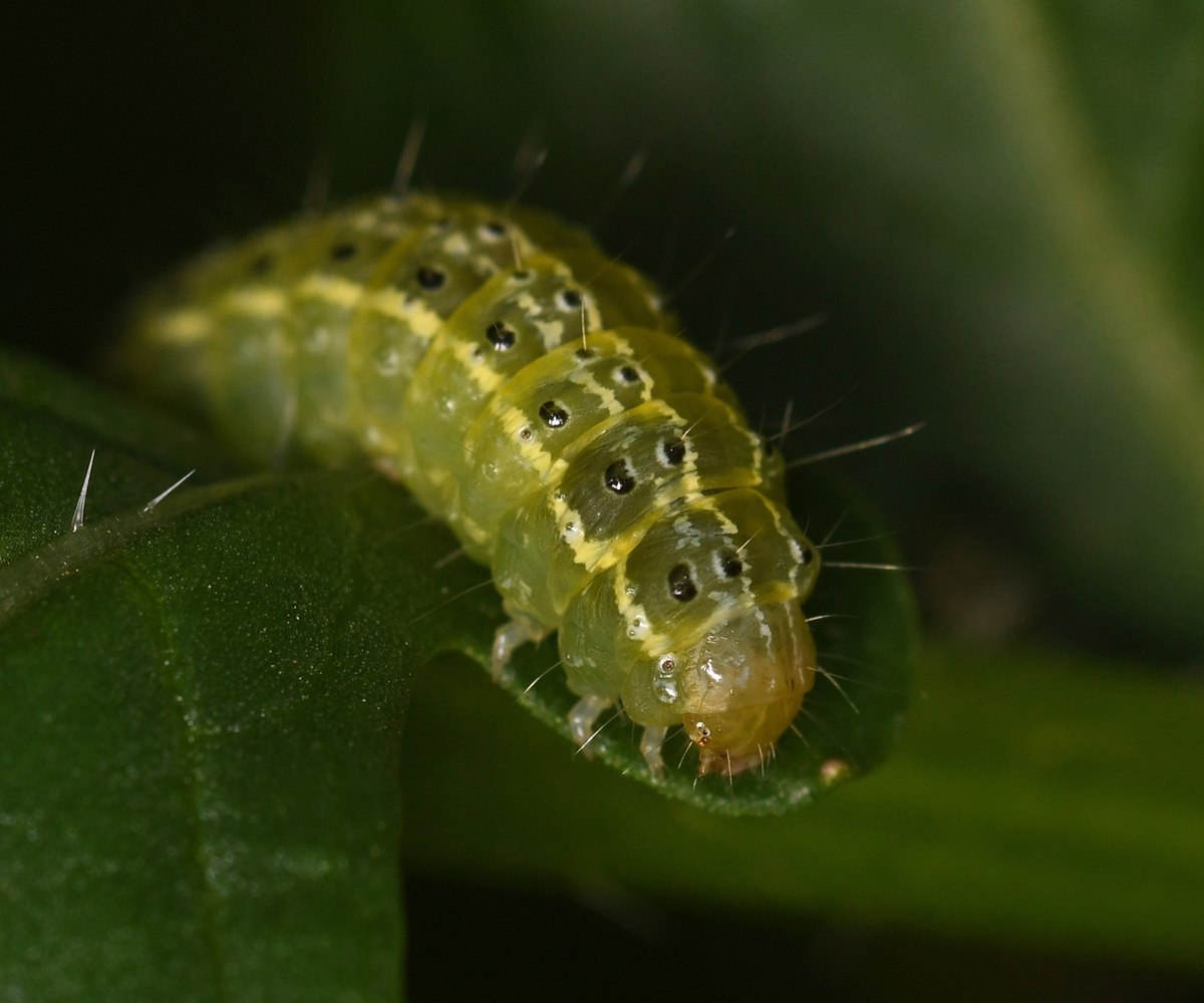 Evergestis isatidalis larva, Crete - photo © Fotis Samaritakis