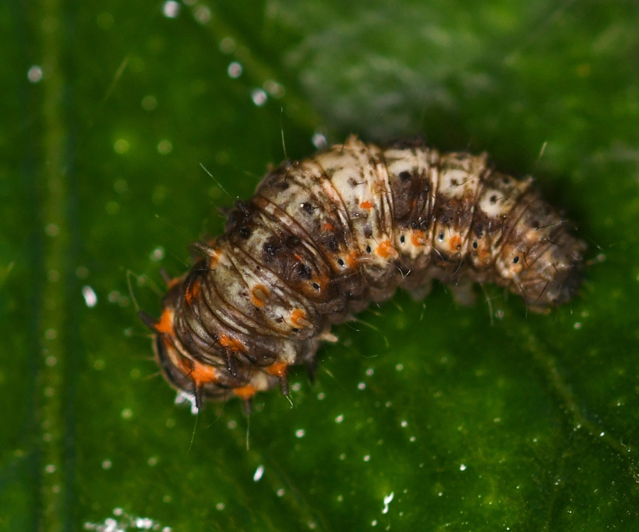 Earias insulana larva, Crete - photo © Fotis Samaritakis