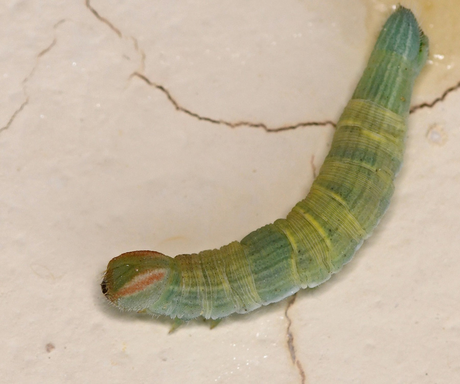 Gegenes pumilio larva, Crete - photo © Fotis Samaritakis