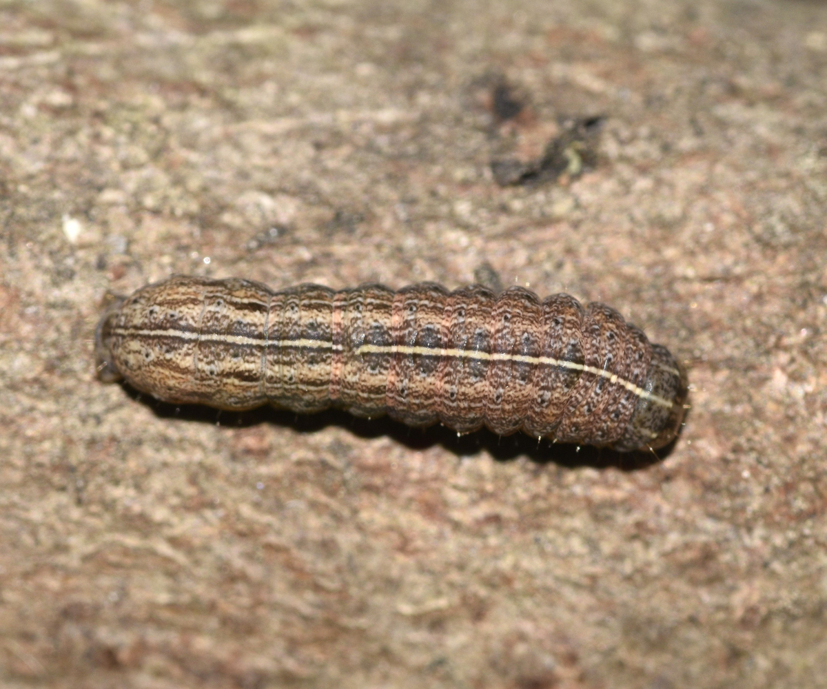 Mythimna ferrago larva, Crete - photo © K. Bormpoudaki