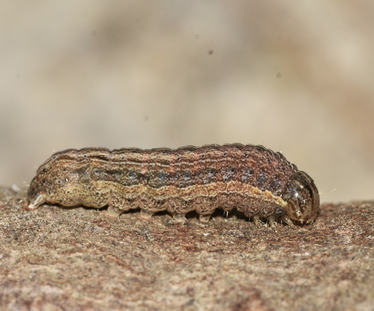 Mythimna ferrago larva, Crete - photo © K. Bormpoudaki