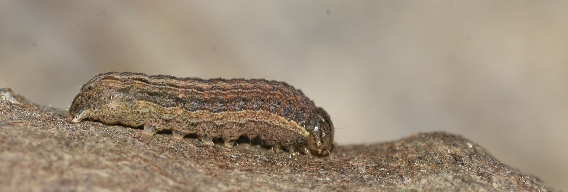 Mythimna ferrago, Crete - photo © K. Bormpoudaki