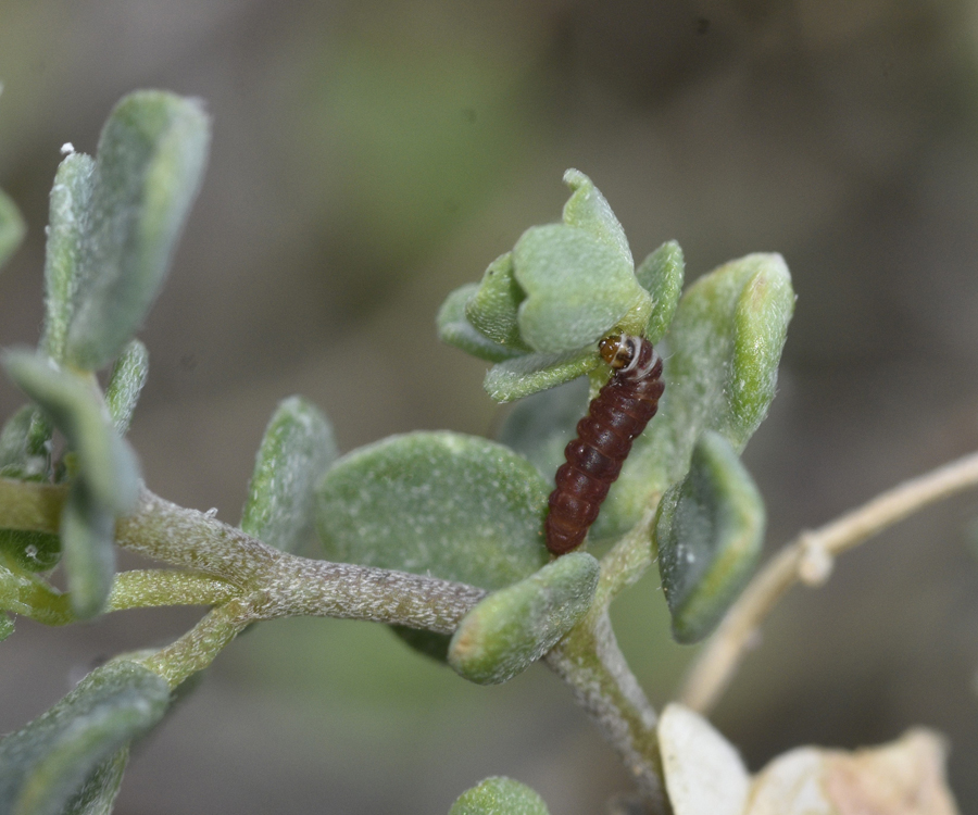 Aproaerema anthyllidella larva, Crete - photo © K. Bormpoudaki
