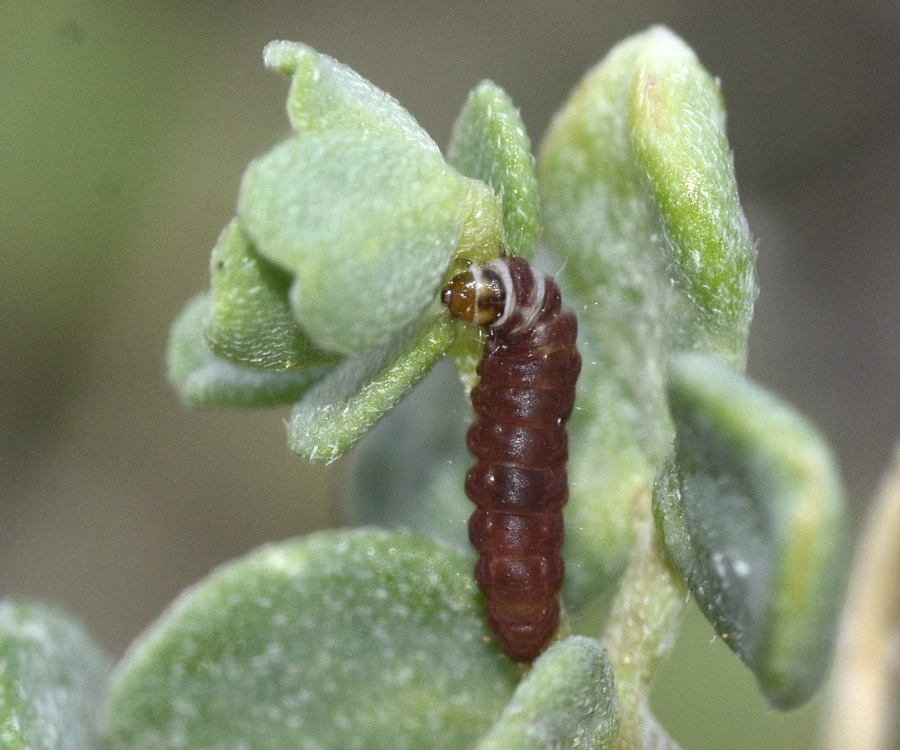 Aproaerema anthyllidella larva, Crete - photo © K. Bormpoudaki