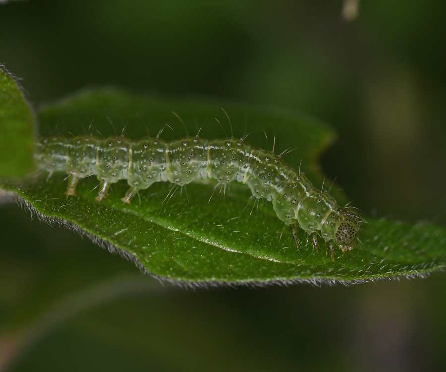 Hypena lividalis larva, Crete - photo © Fotis Samaritakis