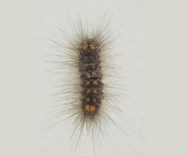 Paidia minoica larva, Crete - photo © Nikos Cheiladakis
