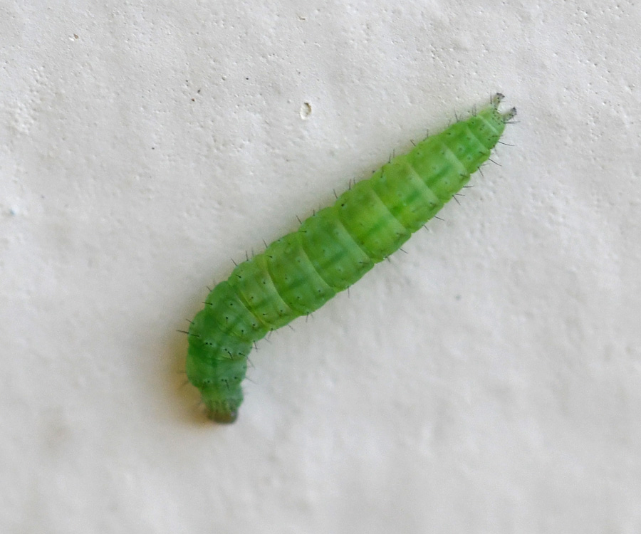 Plutella xylostella larva, Crete - photo © Fotis Samaritakis
