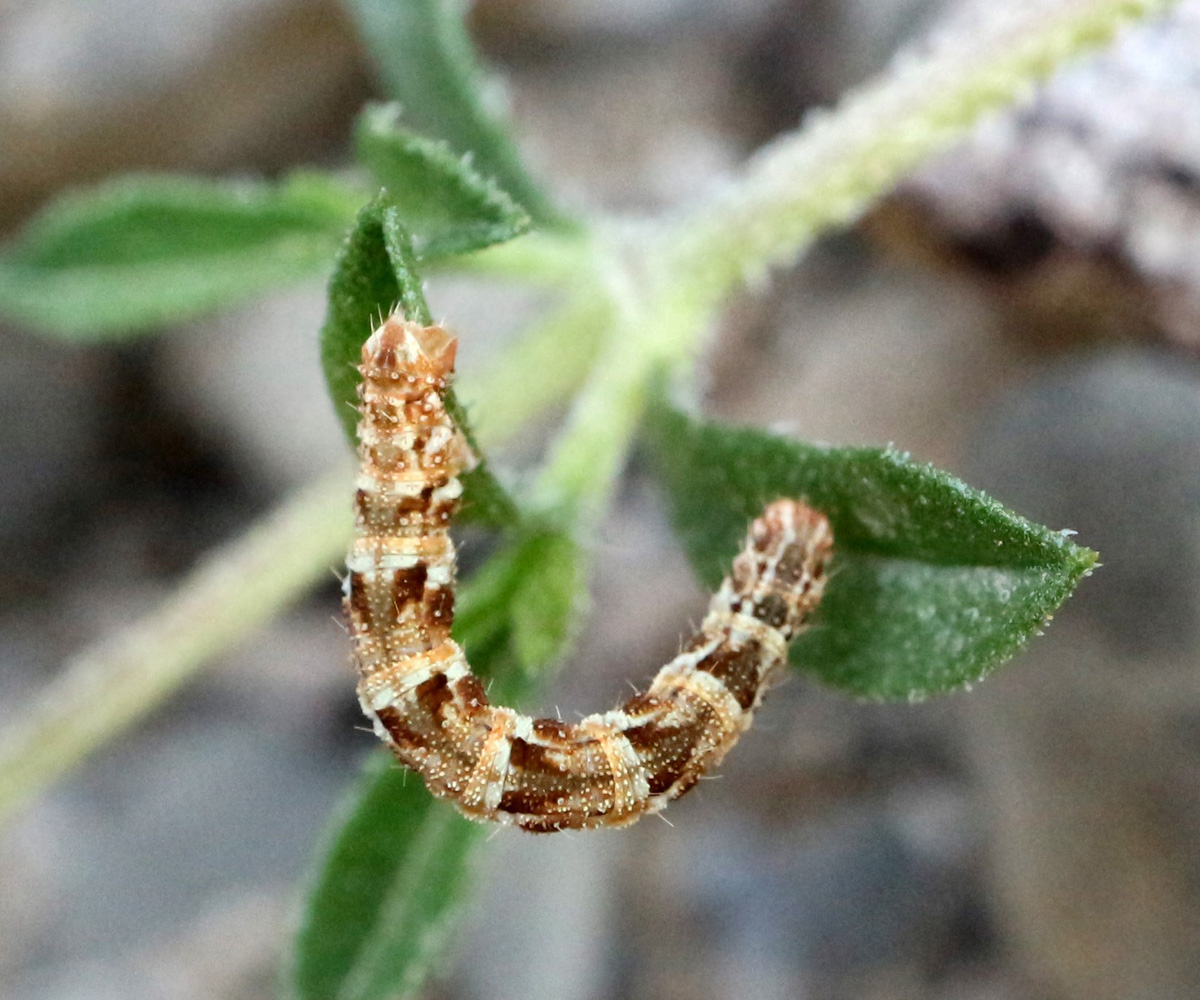 Eupithecia dodoneata larva, Crete - photo © Zacharias Angourakis
