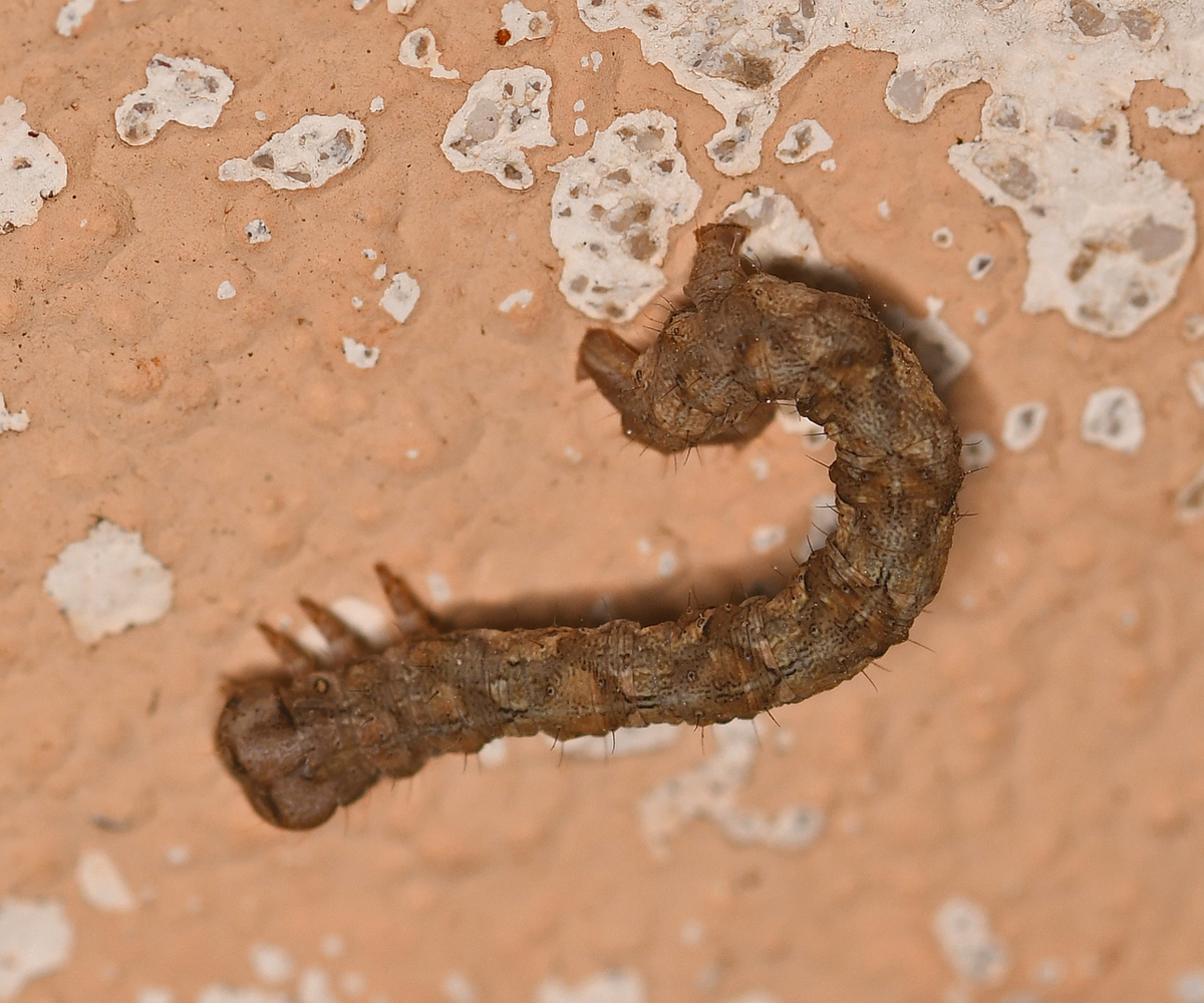 Peribatodes correptaria larva, Crete - photo © Fotis Samaritakis