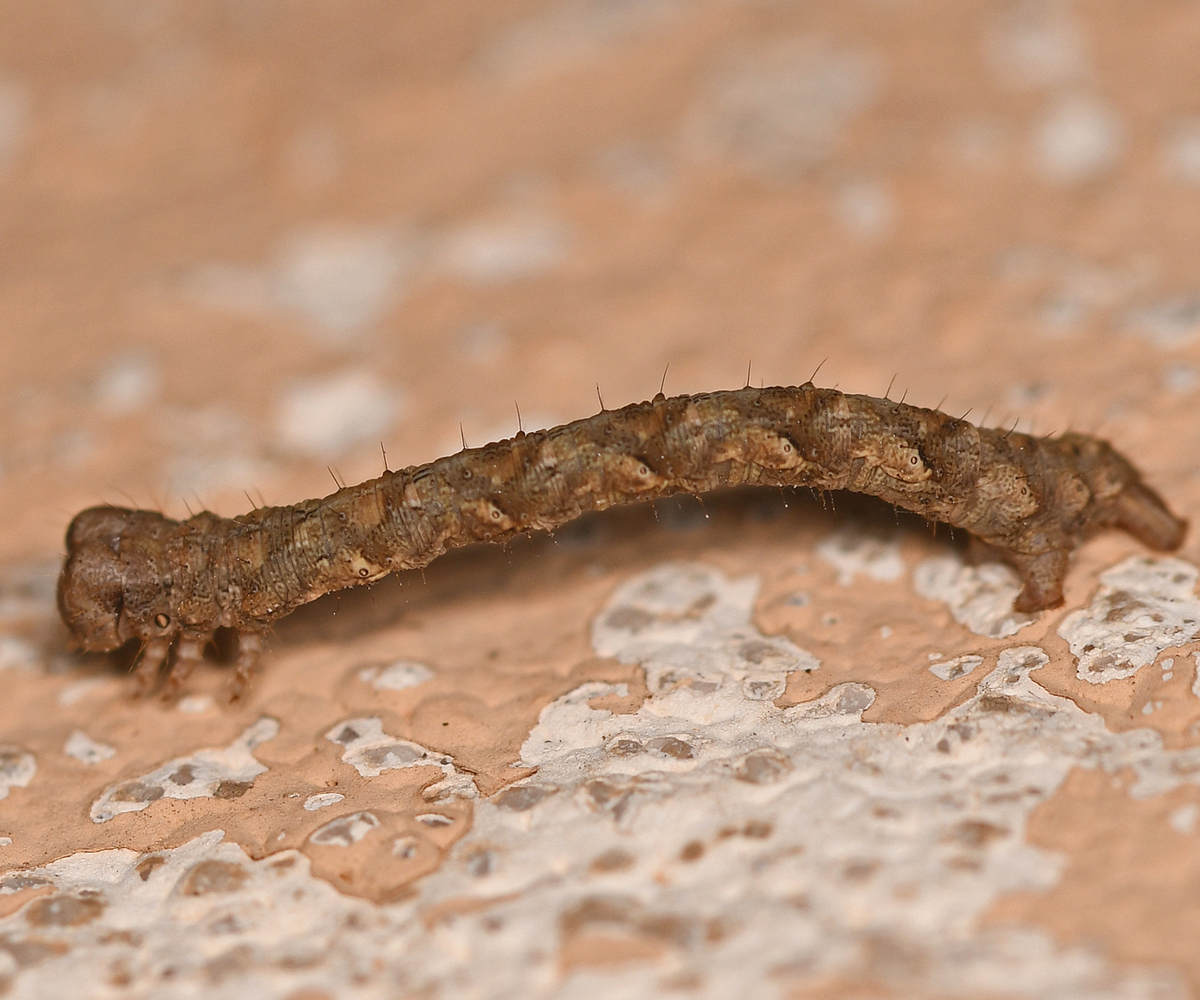 Peribatodes correptaria larva, Crete - photo © Fotis Samaritakis