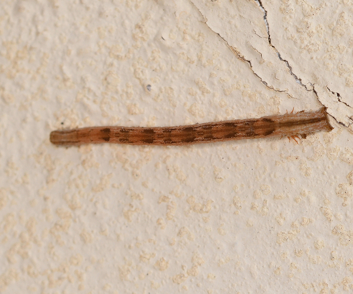 Scopula luridata larva, Crete - photo © Fotis Samaritakis
