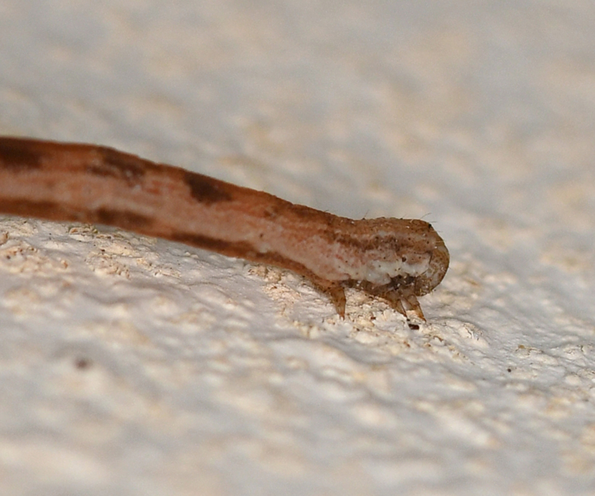 Scopula luridata larva, Crete - photo © Fotis Samaritakis
