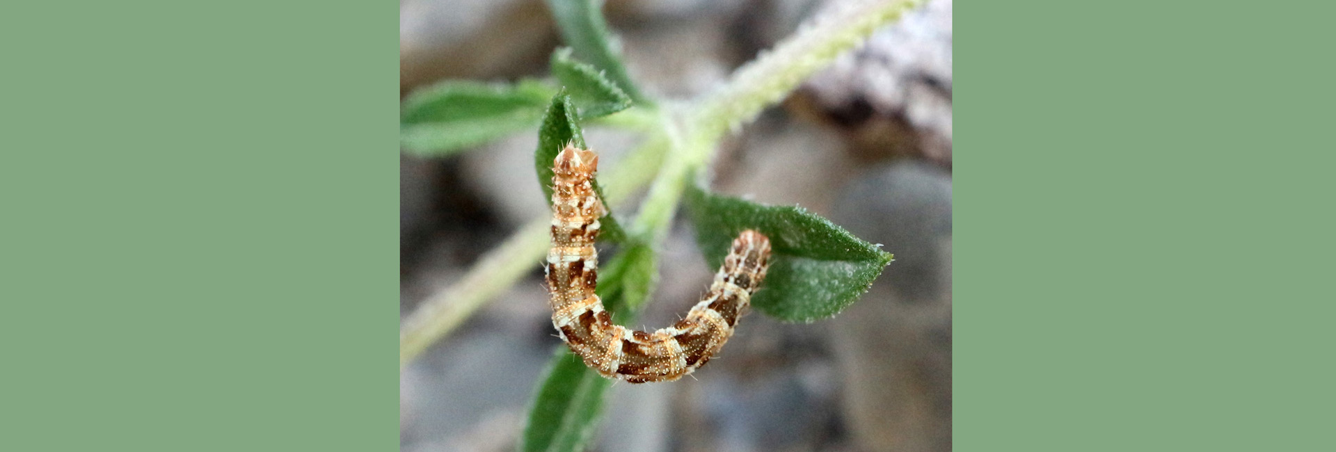 Eupithecia dodoneata larva, Crete - photo © Zacharias Angourakis