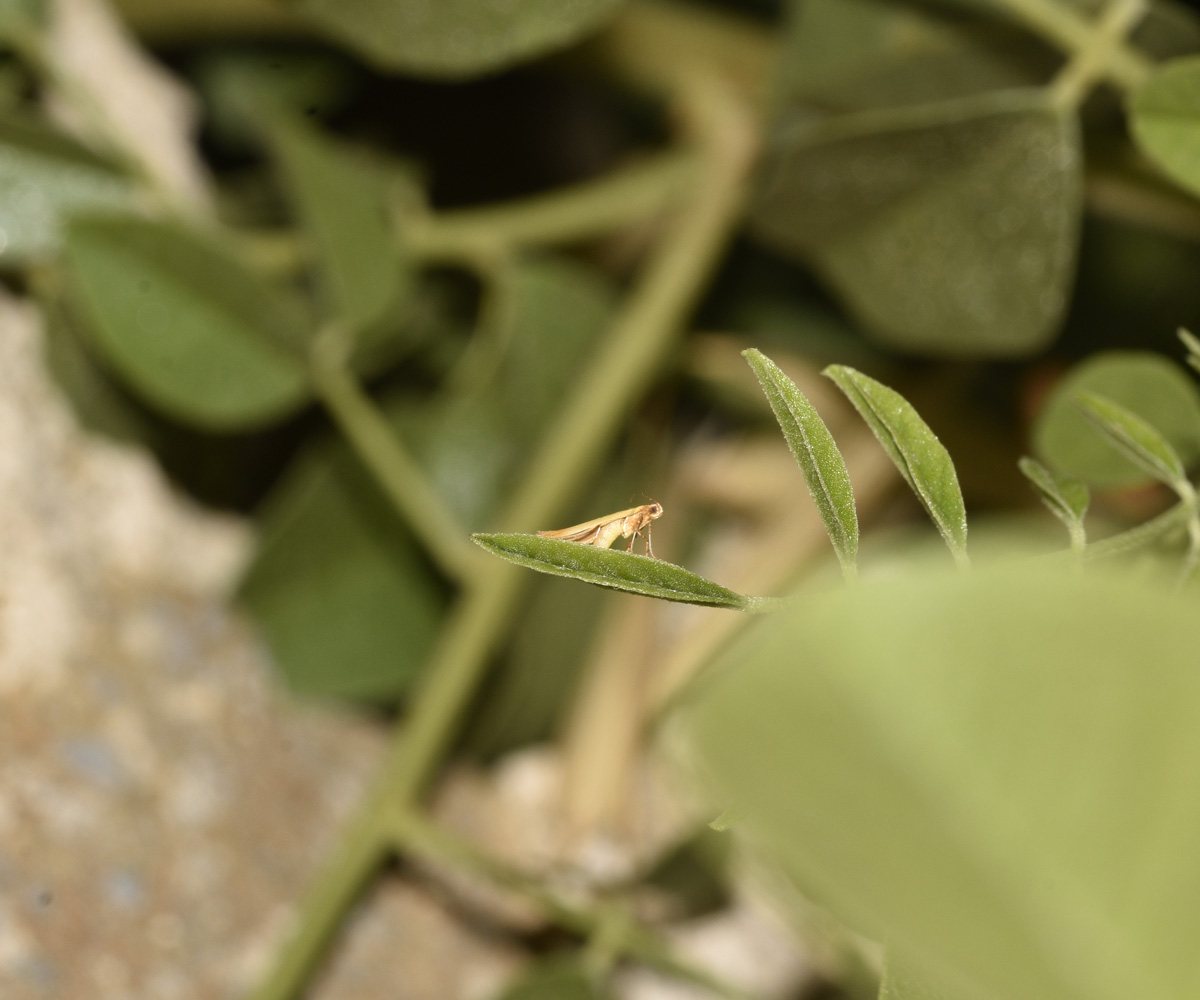 Caloptilia flava, Crete - photo © K. Bormpoudaki
