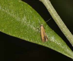 Tischeriidae