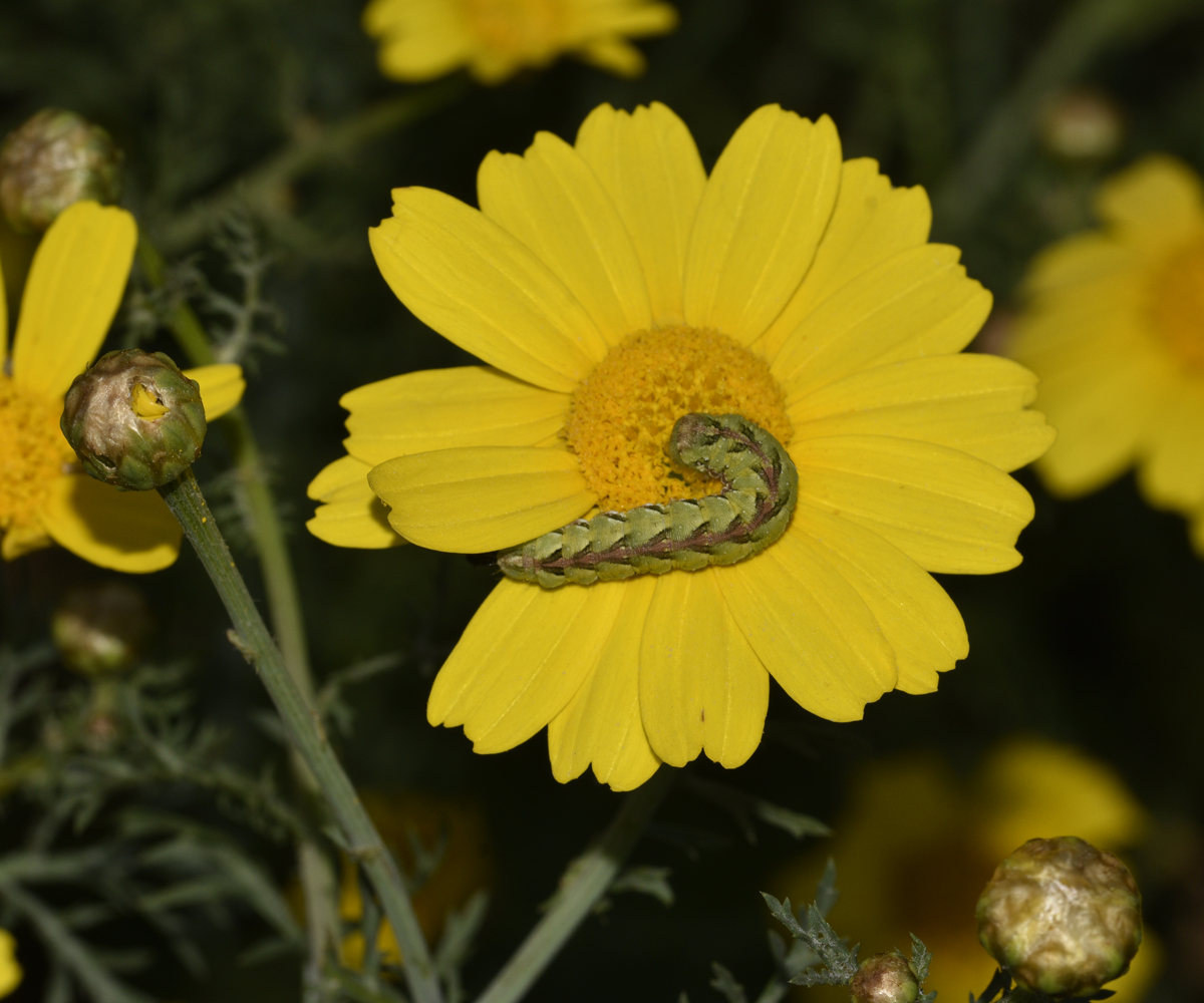 Cucullia calendulae larva, Crete - photo © K. Bormpoudaki