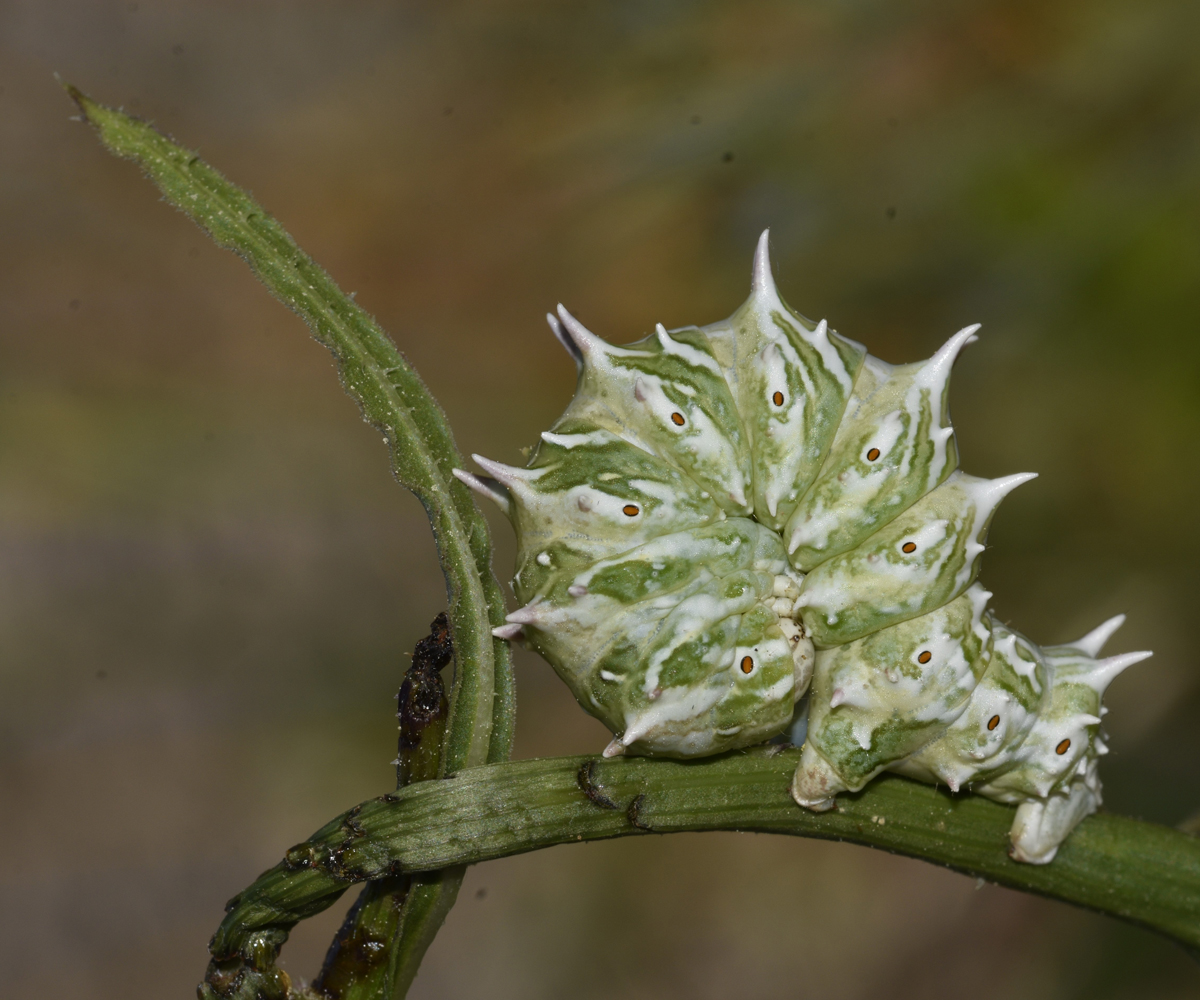Apochima flabellaria larva, Crete - photo © K. Bormpoudaki