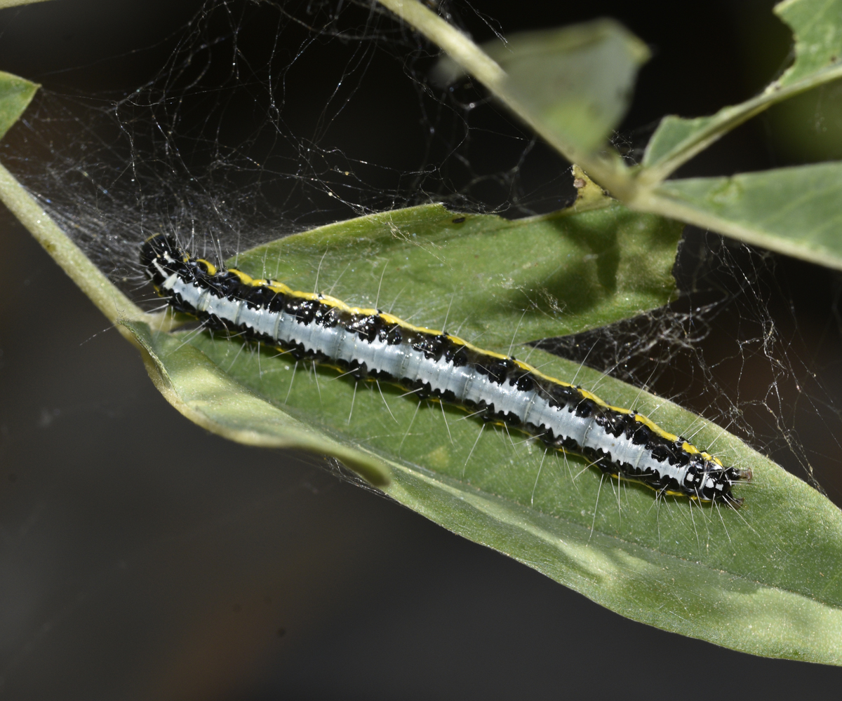 Uresiphita gilvata larva, Crete - photo © K. Bormpoudaki