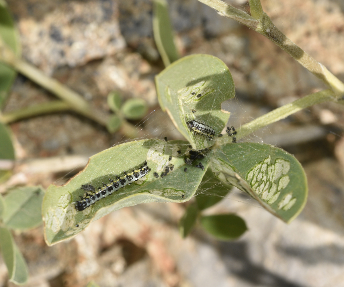 Uresiphita gilvata larva, Crete - photo © K. Bormpoudaki