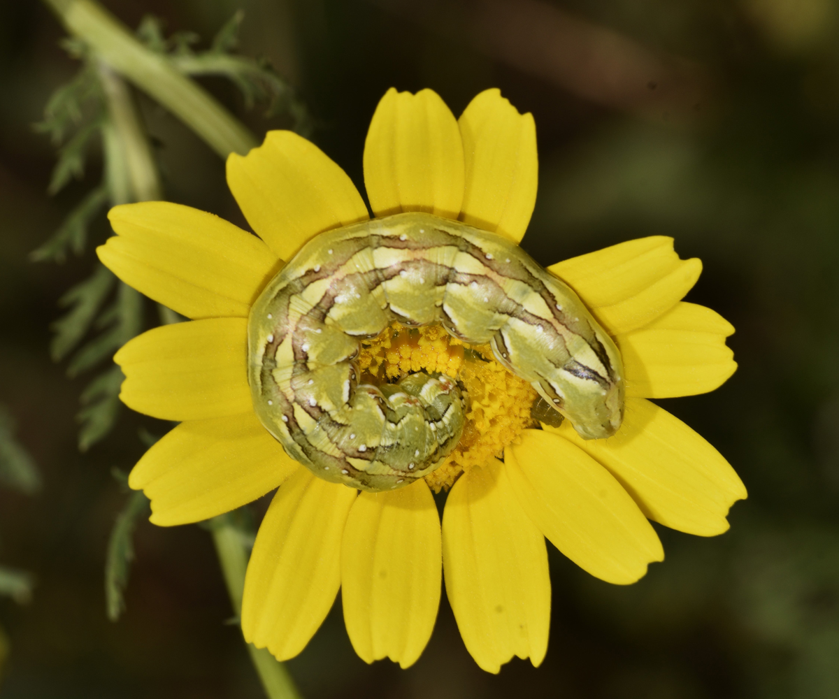 Cucullia chamomillae larva, Crete - photo © K. Bormpoudaki