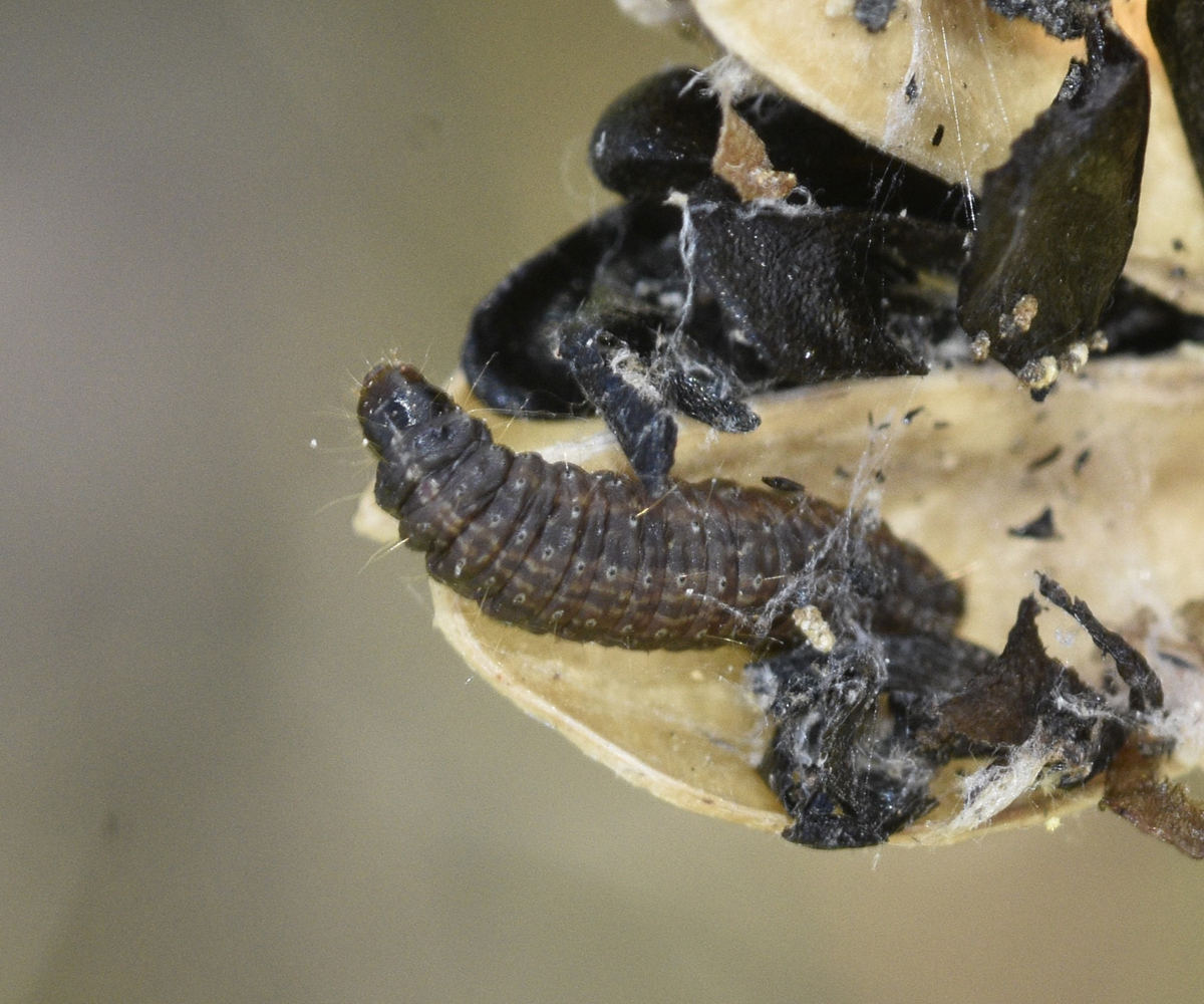 Lobesia botrana larva, Crete - photo © K. Bormpoudaki