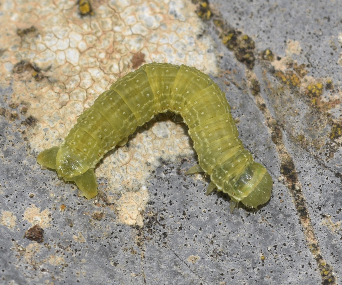 Epirrita terminassianae larva, Crete - photo © K. Bormpoudaki