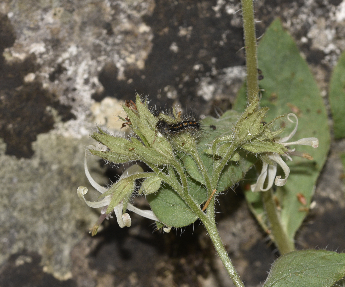 Lymantria dispar, larva, Crete - photo © K. Bormpoudaki