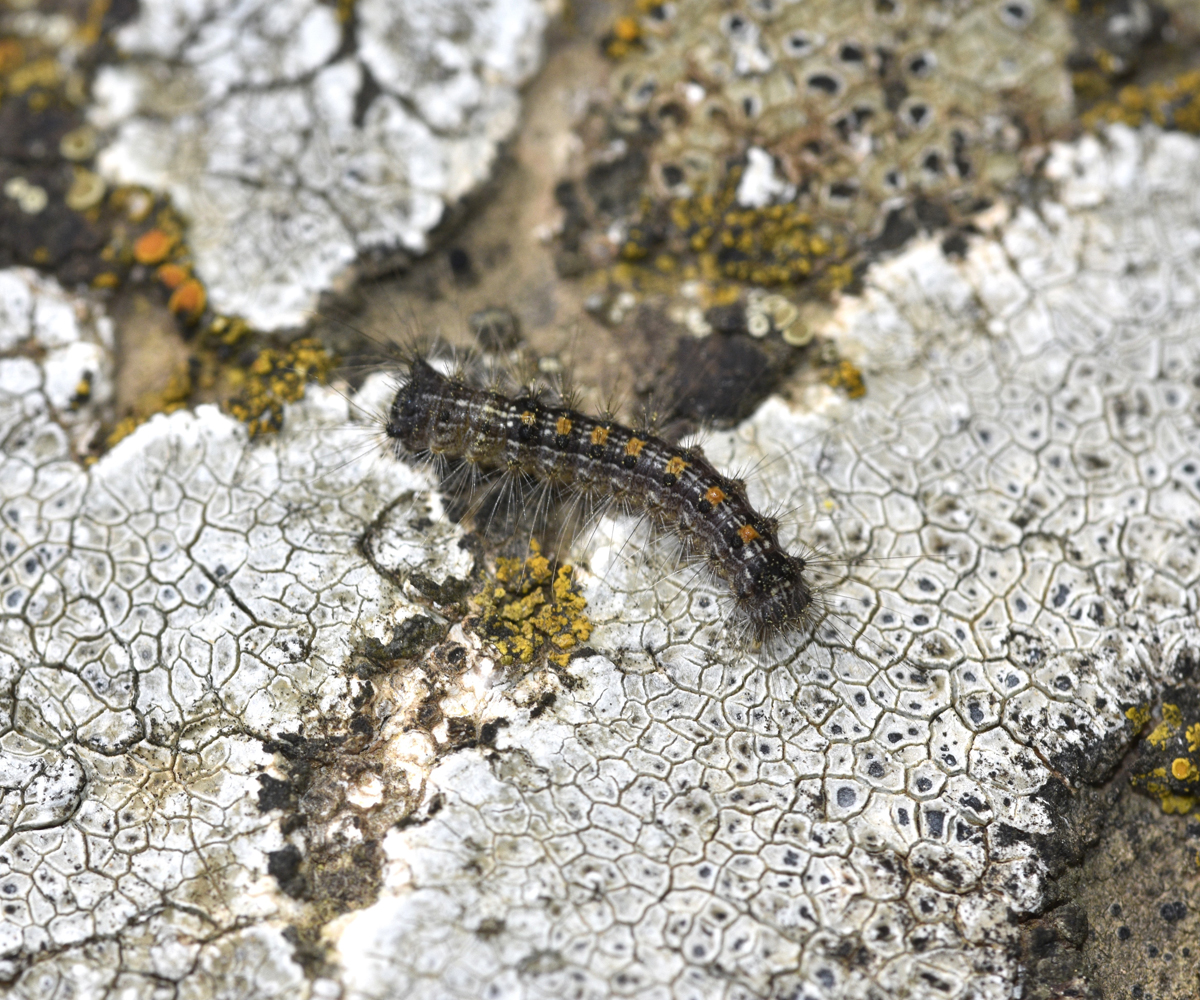 Lymantria dispar, larva, Crete - photo © K. Bormpoudaki