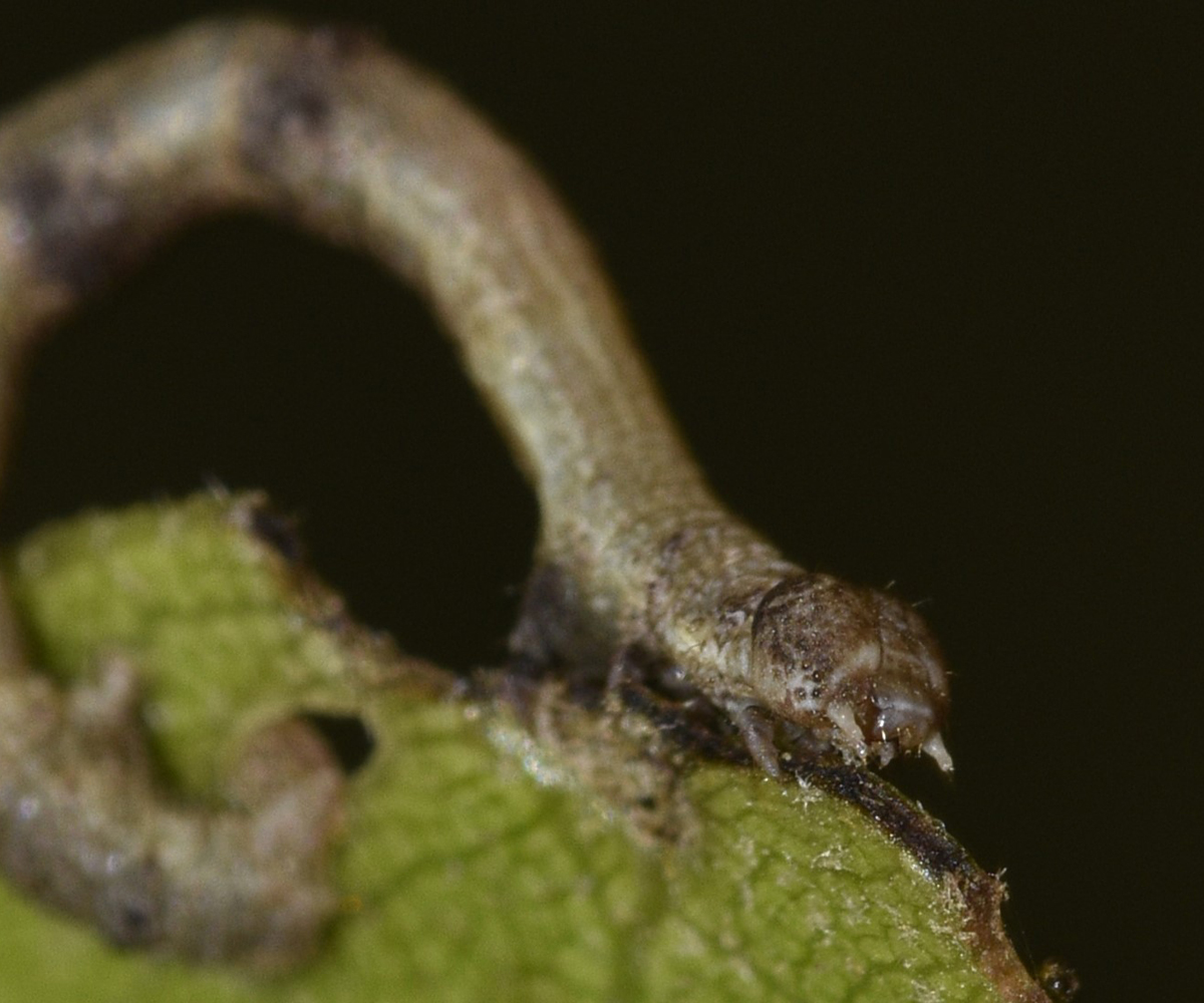 Ennomos duercki larva, Crete - photo © K. Bormpoudaki