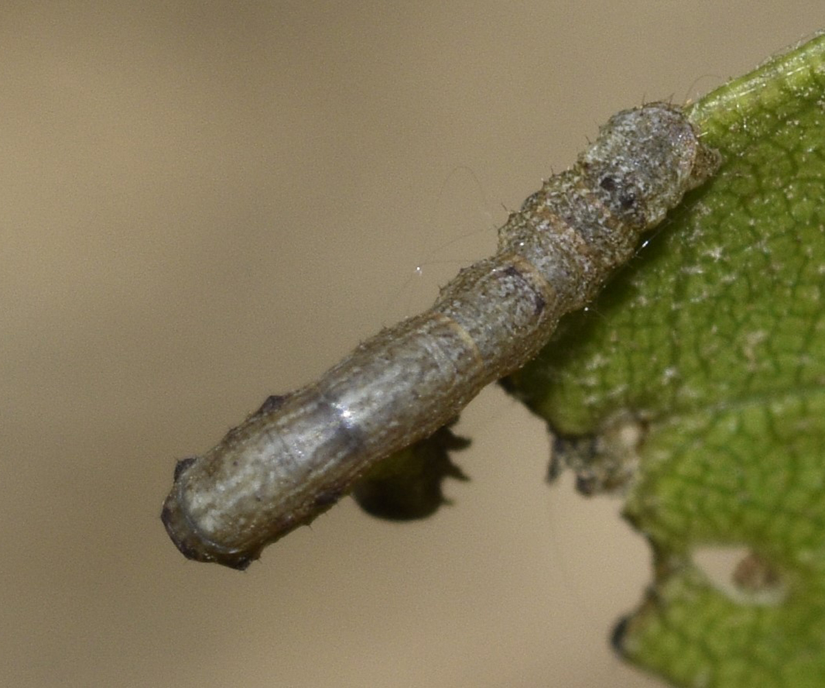 Ennomos duercki larva, Crete - photo © K. Bormpoudaki