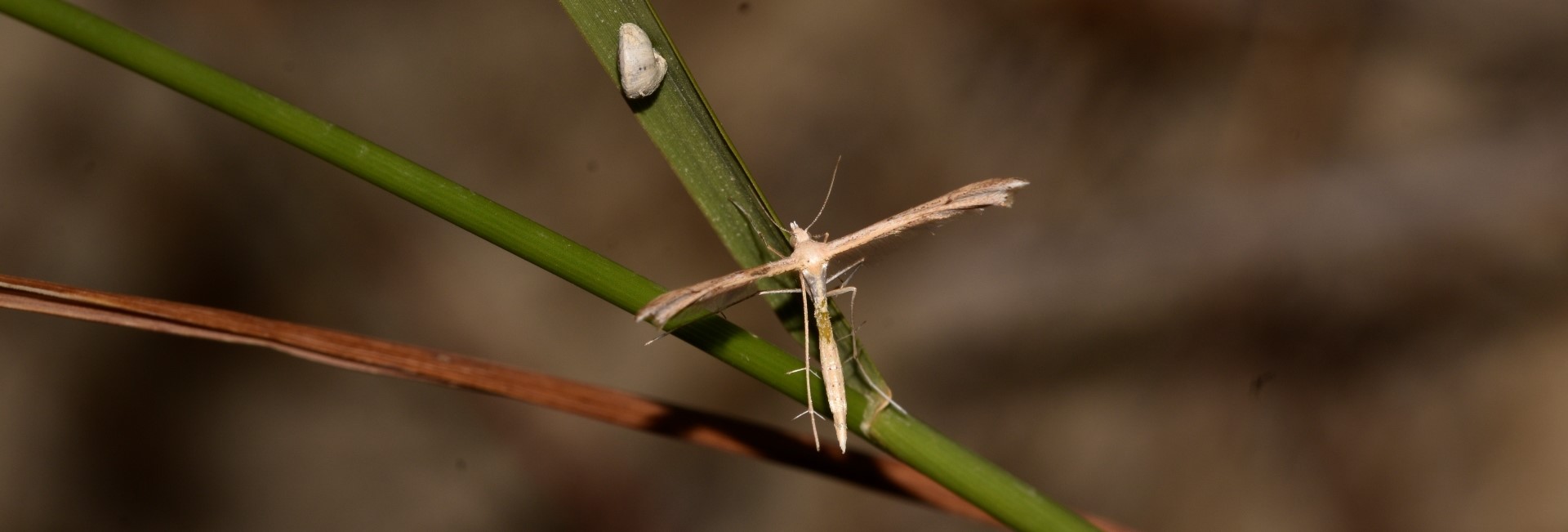 Stenoptilia stigmatodactylus, Crete - photo © K. Bormpoudaki