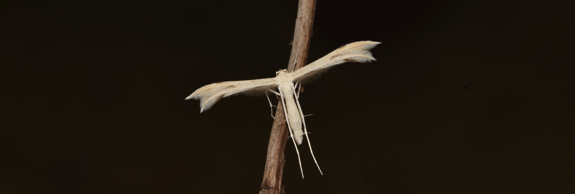 Calyciphora homoiodactyla, Crete - photo © K. Bormpoudaki