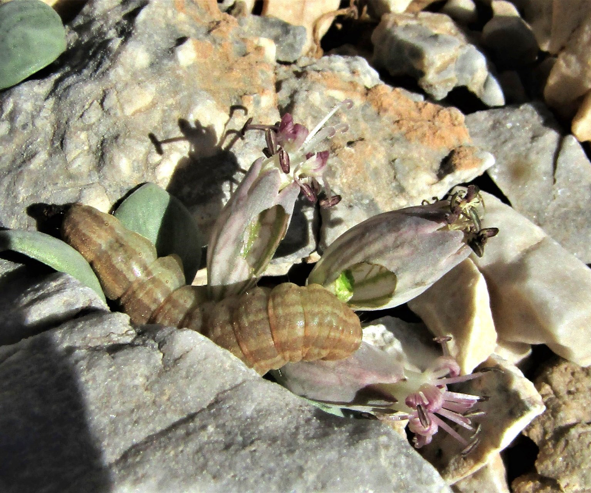 Hadena perplexa, larva, Crete - photo © Giorgos Palimetakis