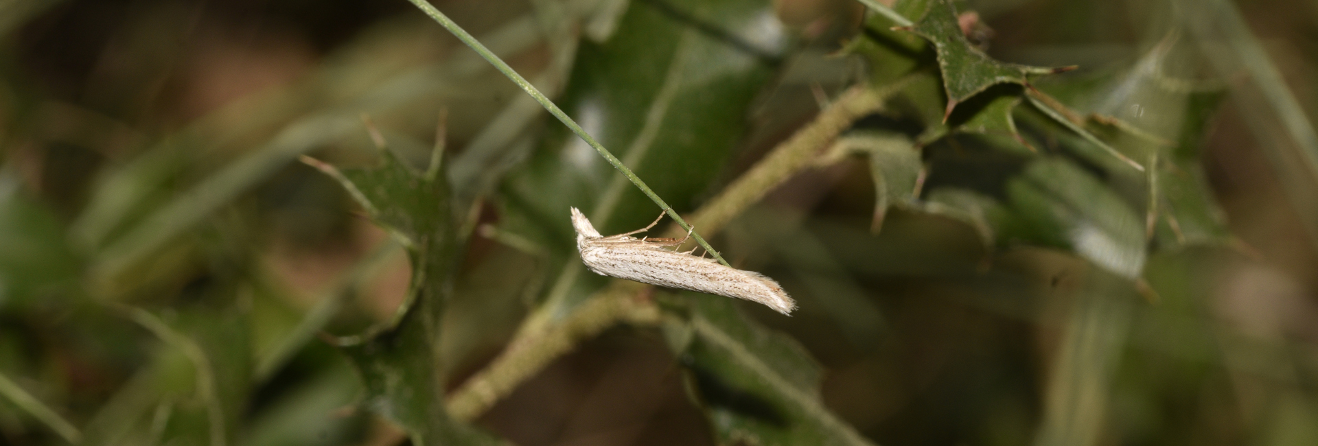 Pterolonche inspersa, Crete - photo © K. Bormpoudaki