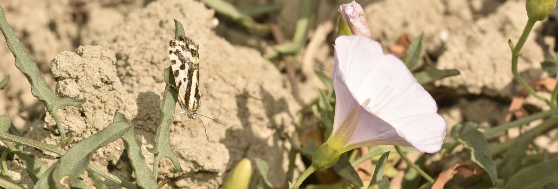 Acontia trabealis, Crete - photo © K. Bormpoudaki