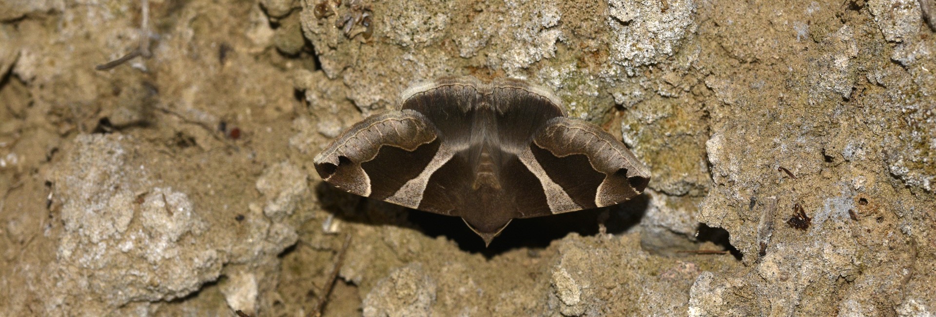 Dysgonia algira, Crete - photo © K. Bormpoudaki